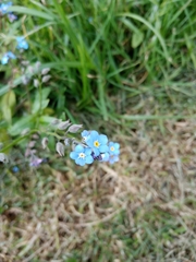 Myosotis sylvatica