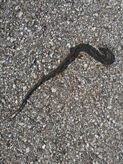 Nerodia fasciata pictiventris