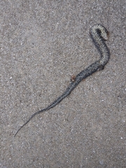 Nerodia fasciata pictiventris