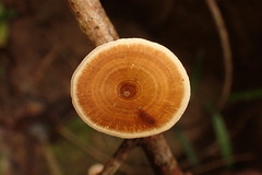 Microporus xanthopus
