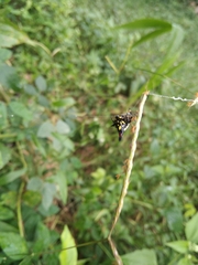 Gasteracantha geminata