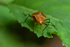 Ellipticus testaceus