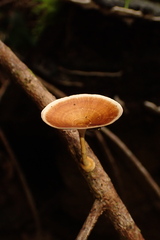 Microporus xanthopus