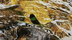 Neurobasis chinensis