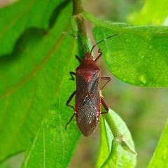 Namacus