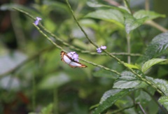 Nymphidium caricae