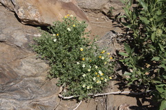 Jamesbrittenia canescens