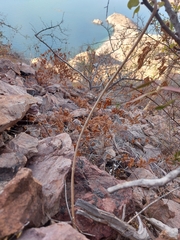 Polystemma cordifolium