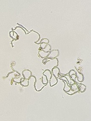 Anabaena
