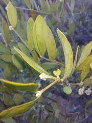 Simmondsia chinensis