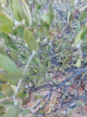 Simmondsia chinensis