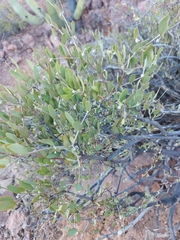 Simmondsia chinensis