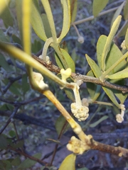 Simmondsia chinensis