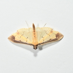 Eulepte
