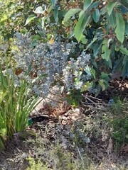 Podalyria sericea