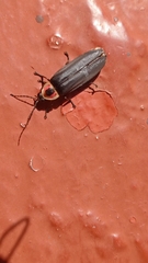 Photinus