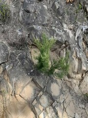 Dicerothamnus rhinocerotis