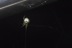 Bijoaraneus mitificus