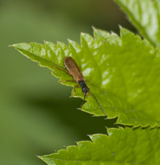 Rhagonycha lignosa
