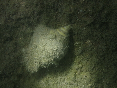 Laevistrombus canarium