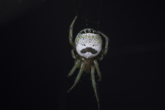 Bijoaraneus mitificus