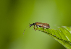 Rhagonycha lignosa