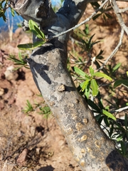 Forchhammeria watsonii