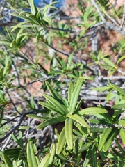 Forchhammeria watsonii