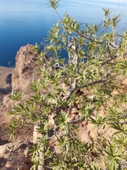 Forchhammeria watsonii