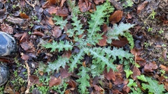 Carduus pycnocephalus