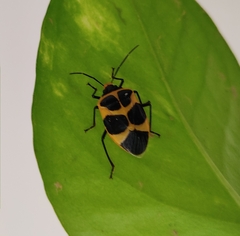 Arocera apta