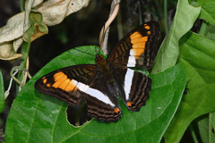 Adelpha malea goyama