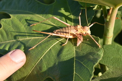 Steropleurus pseudolus