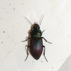 Neoaulacoryssus speciosus