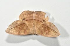 Oxydia vesulia