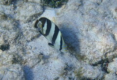 Chaetodon striatus