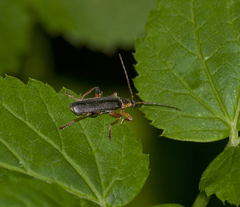Cantharis nigricans
