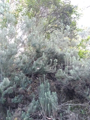 Linochilus rosmarinifolius