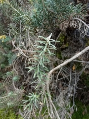 Linochilus rosmarinifolius