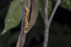 Ischyja manlia