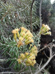 Linochilus rosmarinifolius