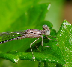 Pseudagrion cingillum