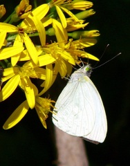 Leptophobia eleusis