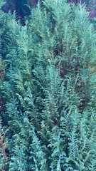 Chamaecyparis lawsoniana