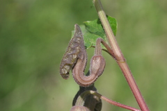 Aristolochia hirta