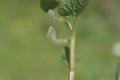 Aristolochia hirta