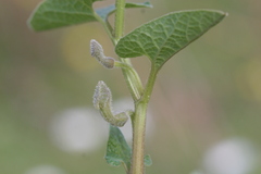 Aristolochia hirta