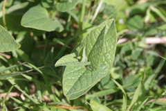 Aristolochia hirta