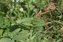Aristolochia hirta