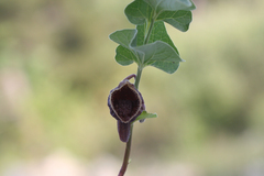 Aristolochia hirta